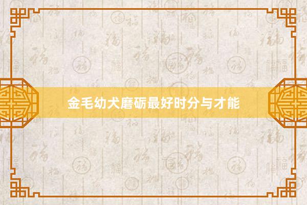 金毛幼犬磨砺最好时分与才能